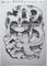 dinosaur-cloud-temple-2014-poor-quality-photo